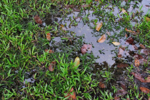 Mosquitoes breeding in a puddle of water