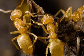 yellow ants