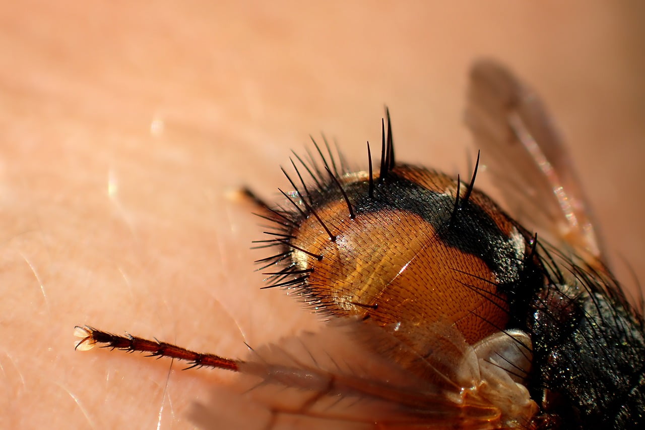 Fly close up. Sitting Fly.