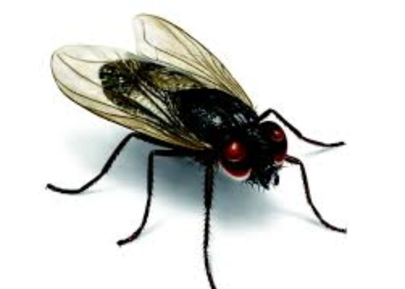 fly